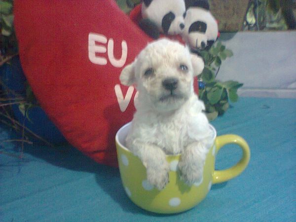 Lindos filhotes de Poodles toy  .macho